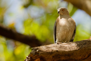 shikra